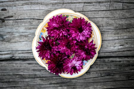 pink petaled flowers on white ceramic plate photo