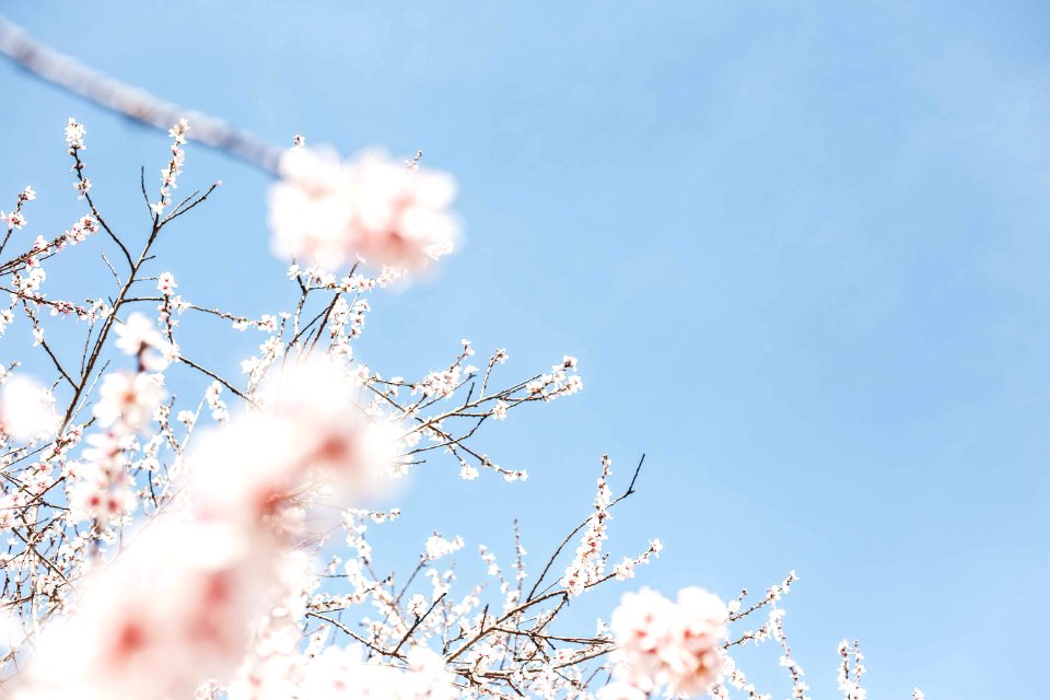 white flowering tree during daytime