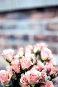 selective focus photography of pink rose flowers