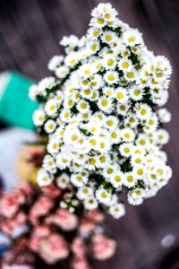 shallow focus of white and yellow flowers during daytime photo