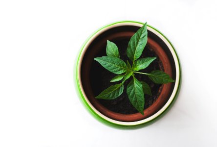 green leafed plant in pot photo