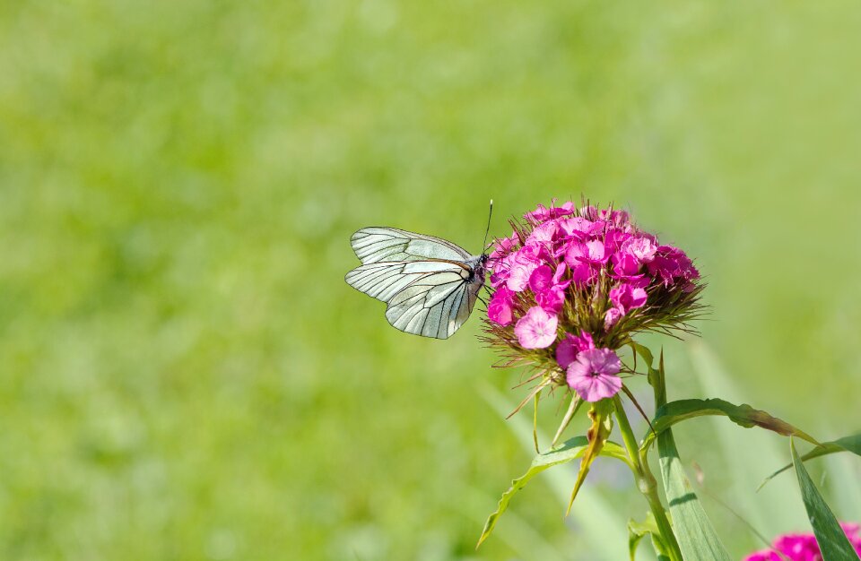 Insect flight insect flower