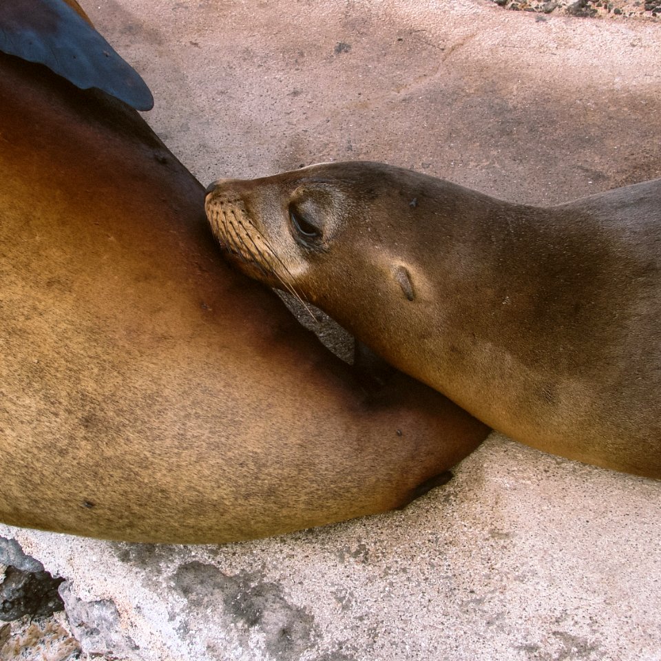 Galapagos, Nature, Ecuador