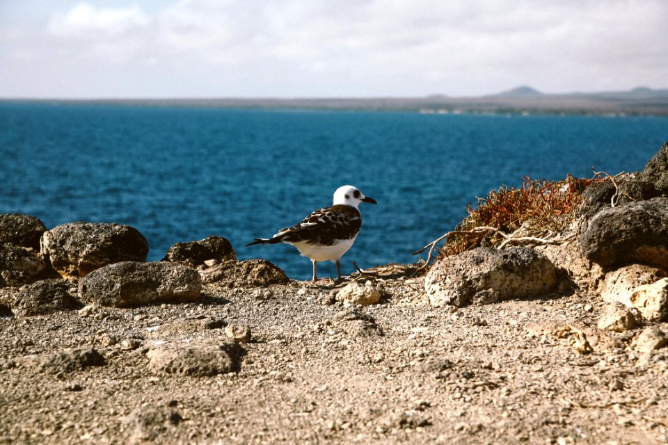 South america, Nature, Ecuador