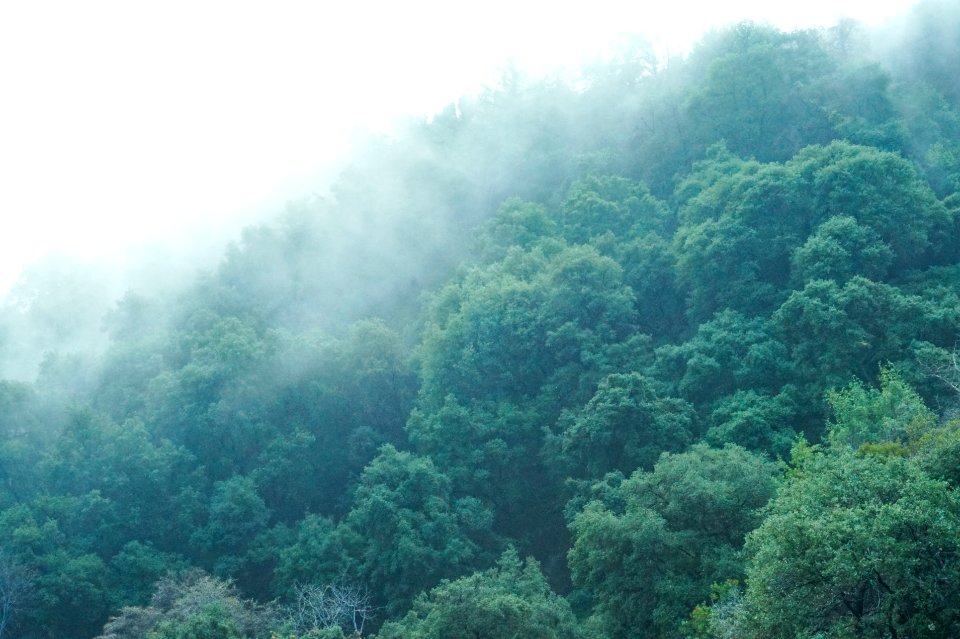 Gray, Outdoors, Green