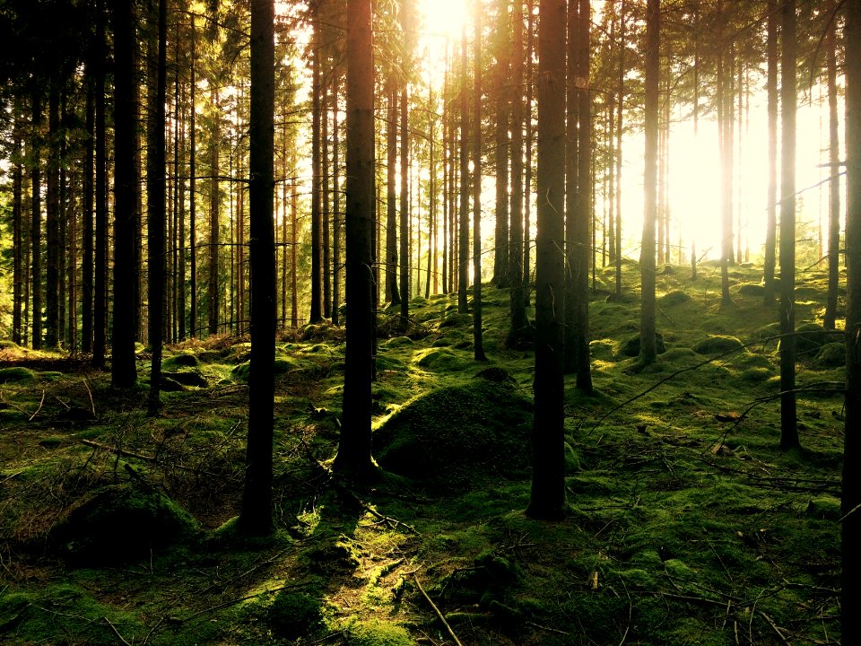 green pine trees