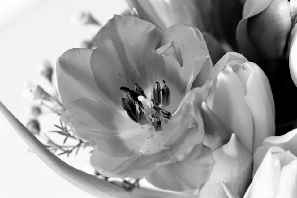 Bloom flower black and white