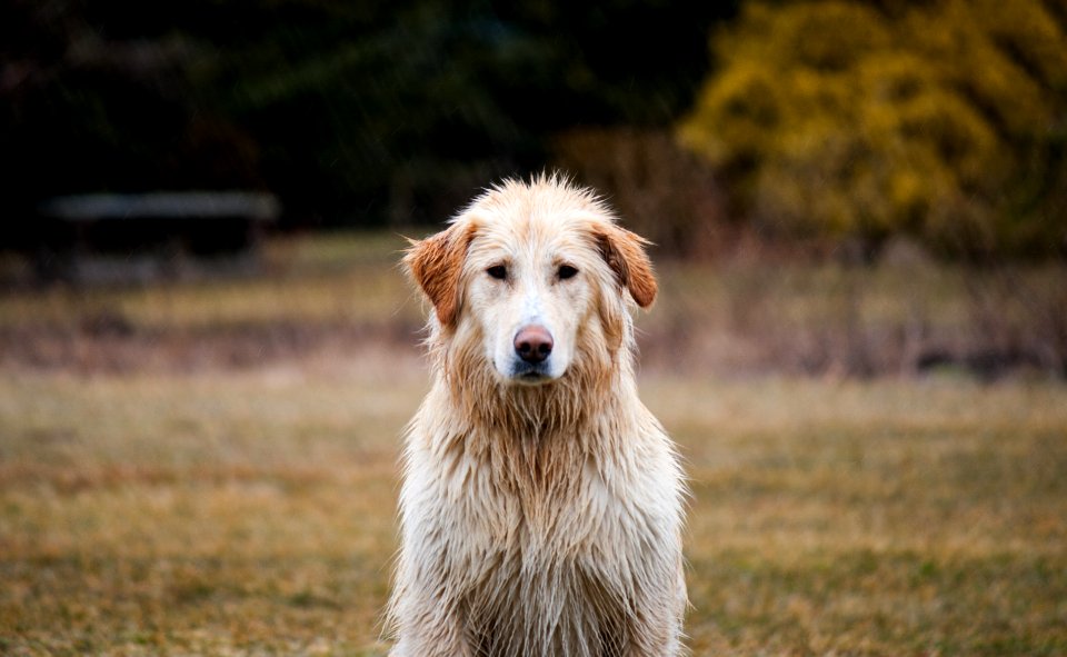 shallow focus photography of adult golden retriever