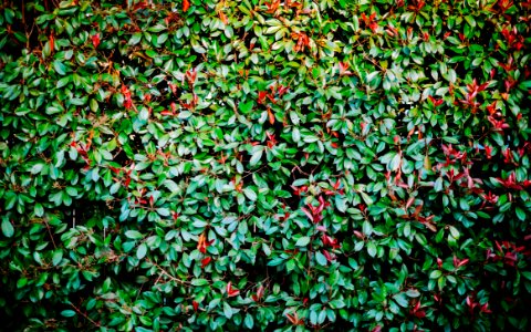 Bay area, Usa, Green