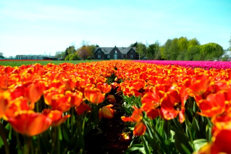 red-and-yellow petaled flower field near house at under teal sky photo