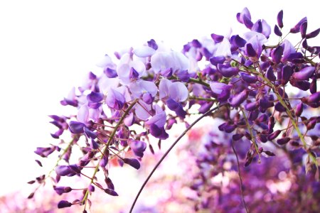 tilt shift lens photography of purple flowers photo