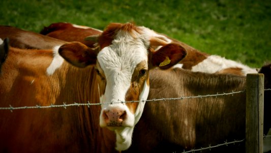 United kingdom, Animal, Nature