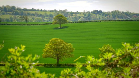 green tree in the middle of grass field photo