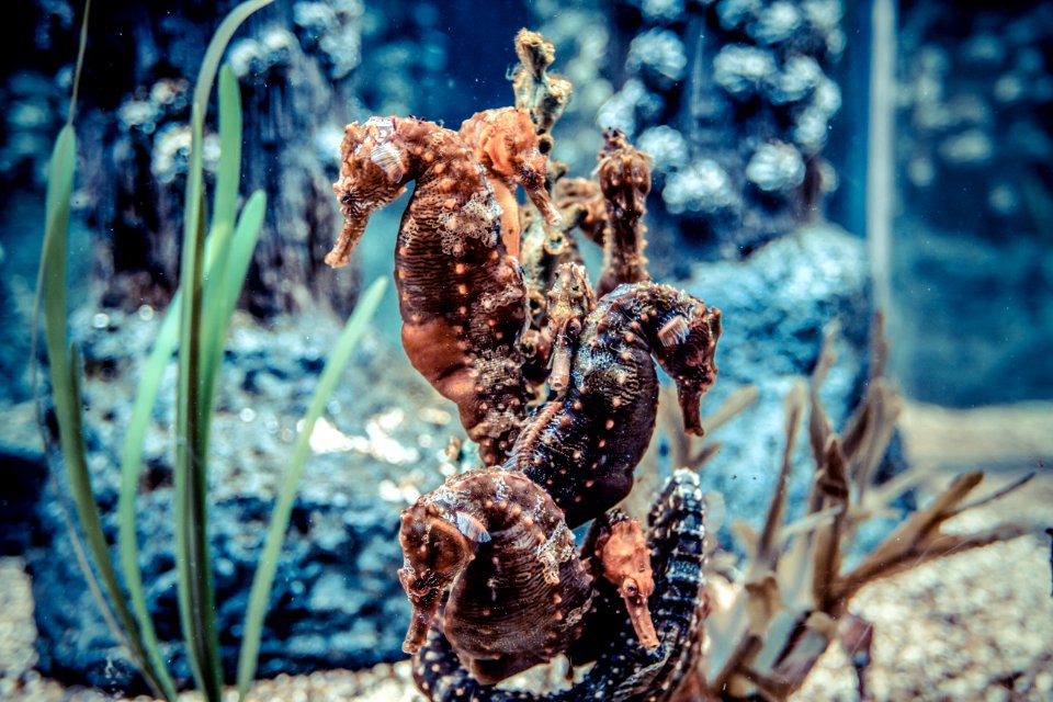 Fish, Animals, Underwater