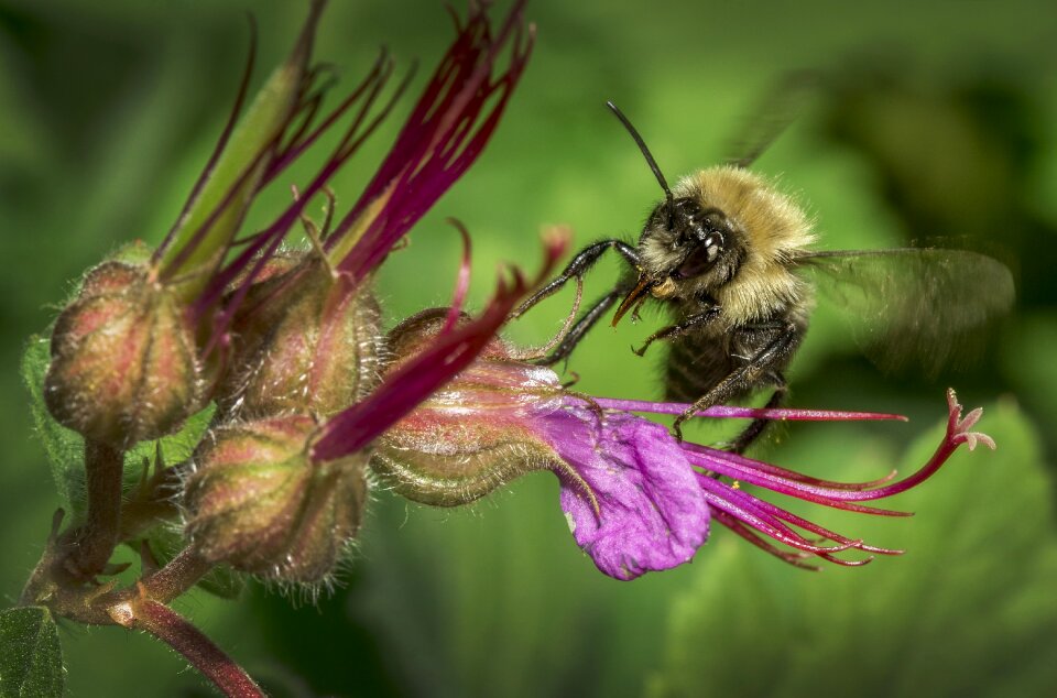 Nature forage macro