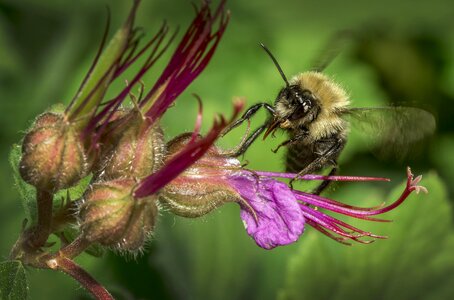 Nature forage macro