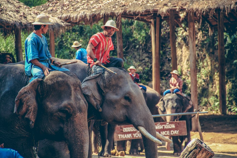 Thail, Elephant trainer, Guy