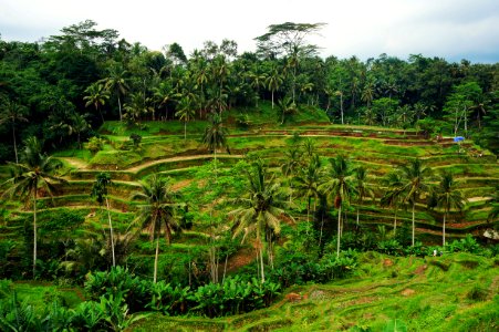 Indonesia, Tegallalang, Tegalalang