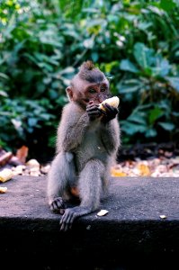 Sacred monkey forest sanctuary, Indonesia, Bali photo