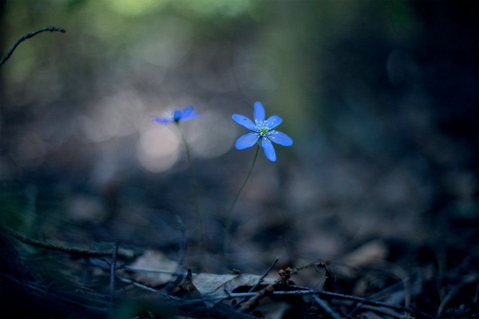Flower, Plant, Blue