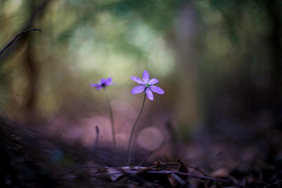 shallow focus photography of purple flower