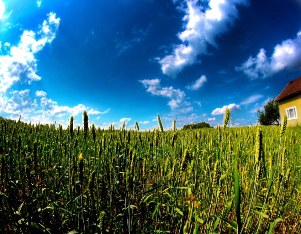 Farming, Maanviljely, Farm