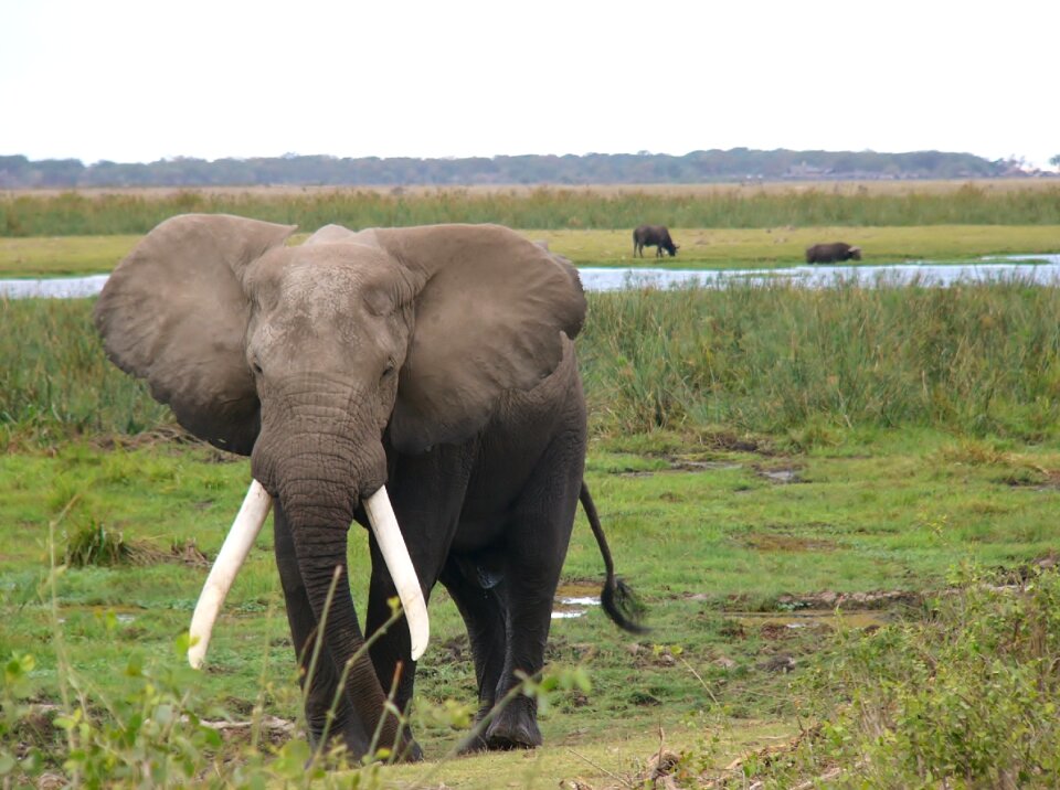 Animal animals nature