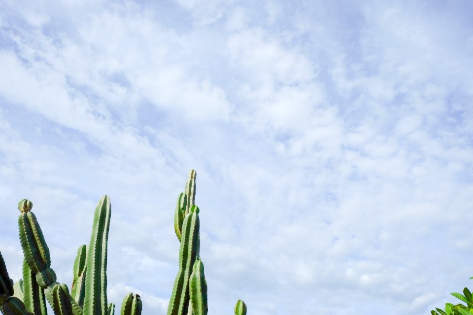 Australia, Brisbane, Plant