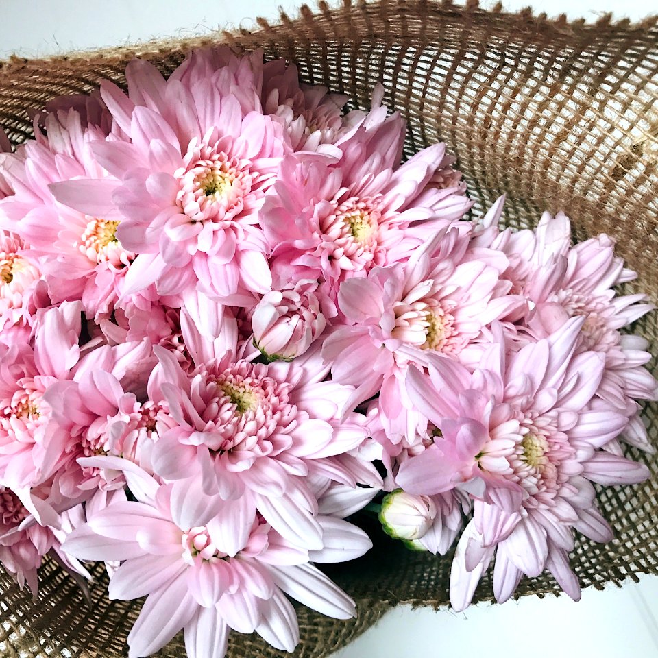 Australia, Love, Floral
