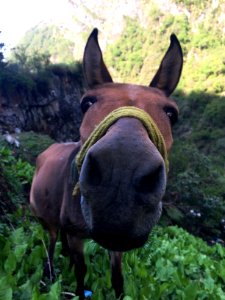 Uttarakh, India, Animal