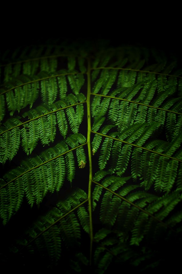 Bogor, Indonesia, Forest