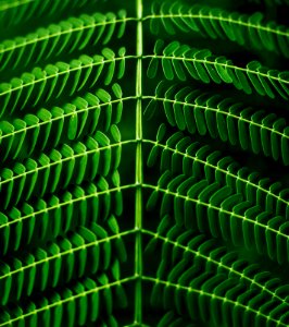 macro photography of green leafed plant