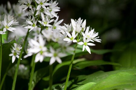 Forest wild vegetables plant