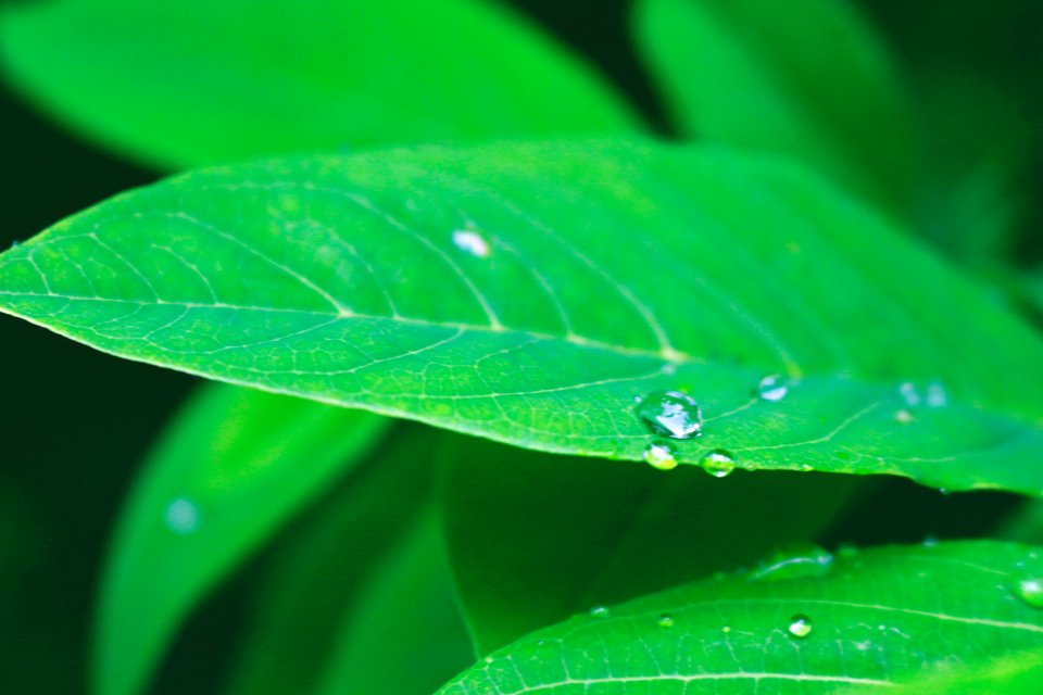 Natural, Nature, Beautiful leaf