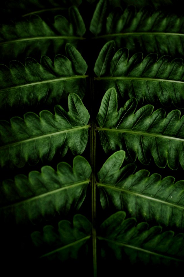 green leafed plant