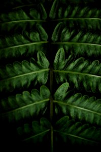 green leafed plant