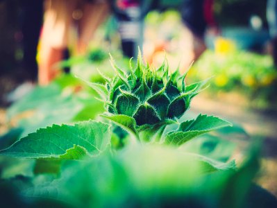 green leafed plant in shallow photography photo