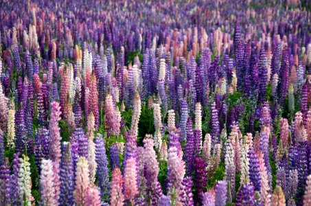 field of purple flowers photo