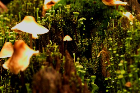 Mushroom, Fungus