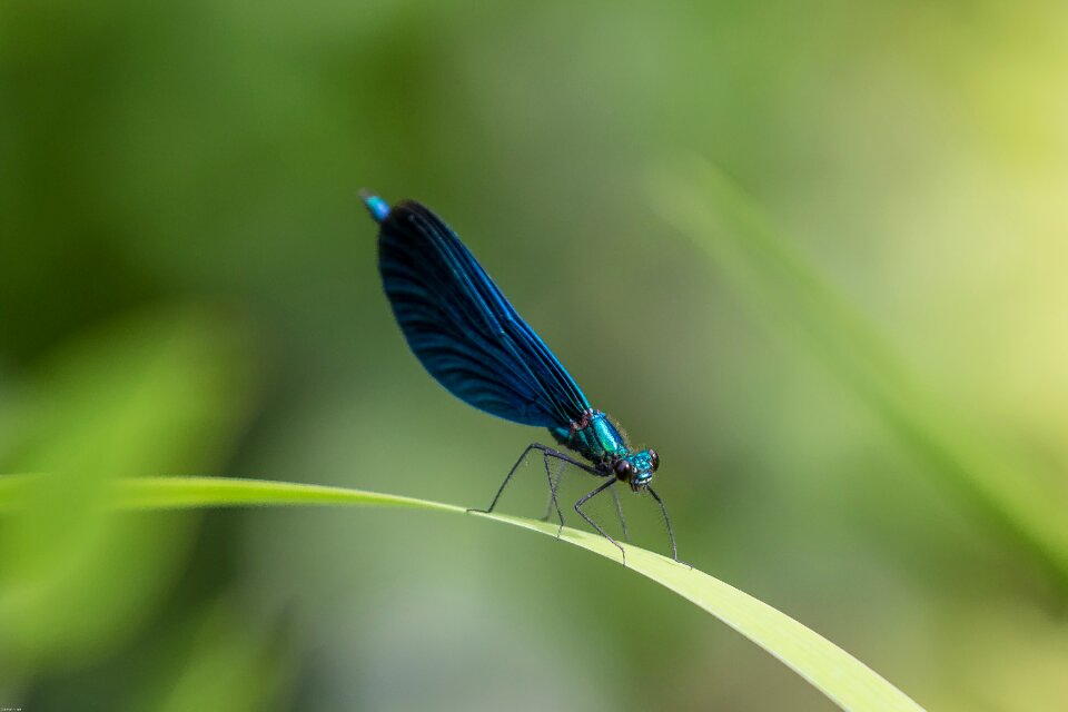 Close up flight insect blue