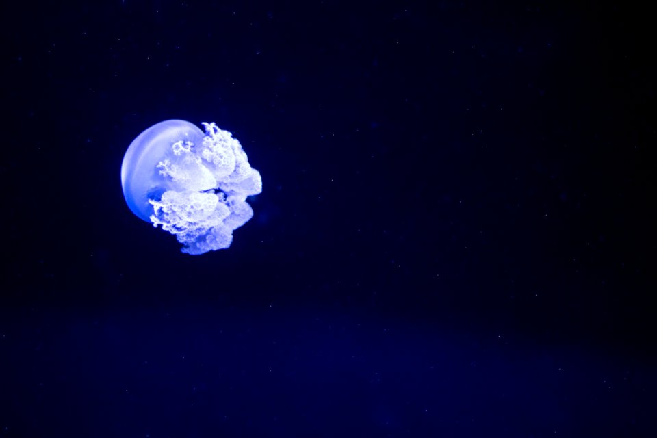 North carolina zoo, Asheboro, United states
