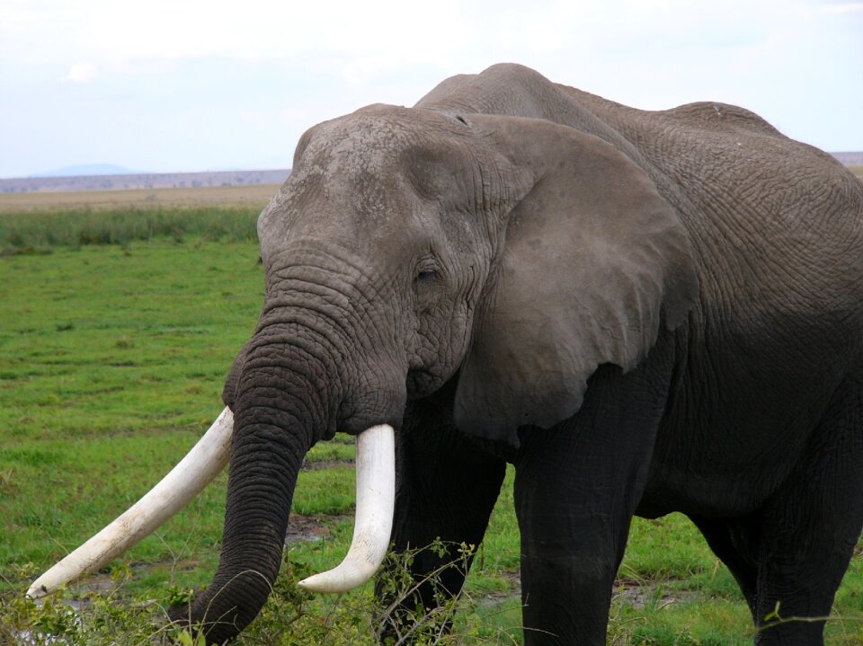 Animal animals nature