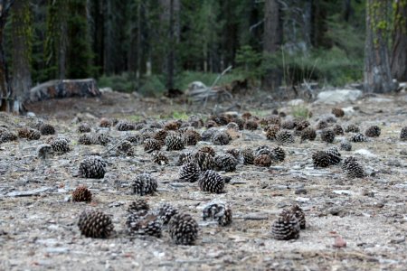 pine cone lot on ground photo