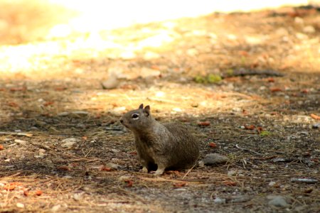 Animal, Ground squirrel photo