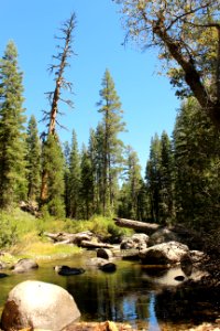Nature, Trees, Stream