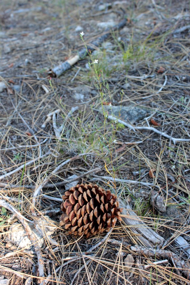 Nature, Plant, Forest