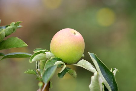 Green, Tree, Fruit
