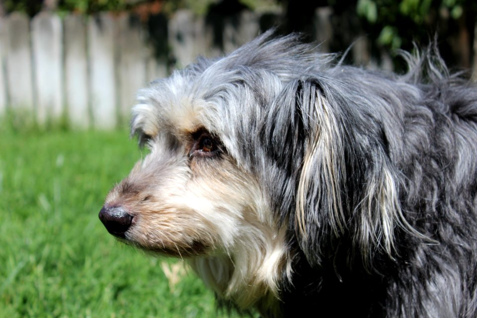 Gray, Grey dog, Terrier