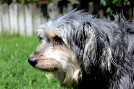 Gray, Grey dog, Terrier