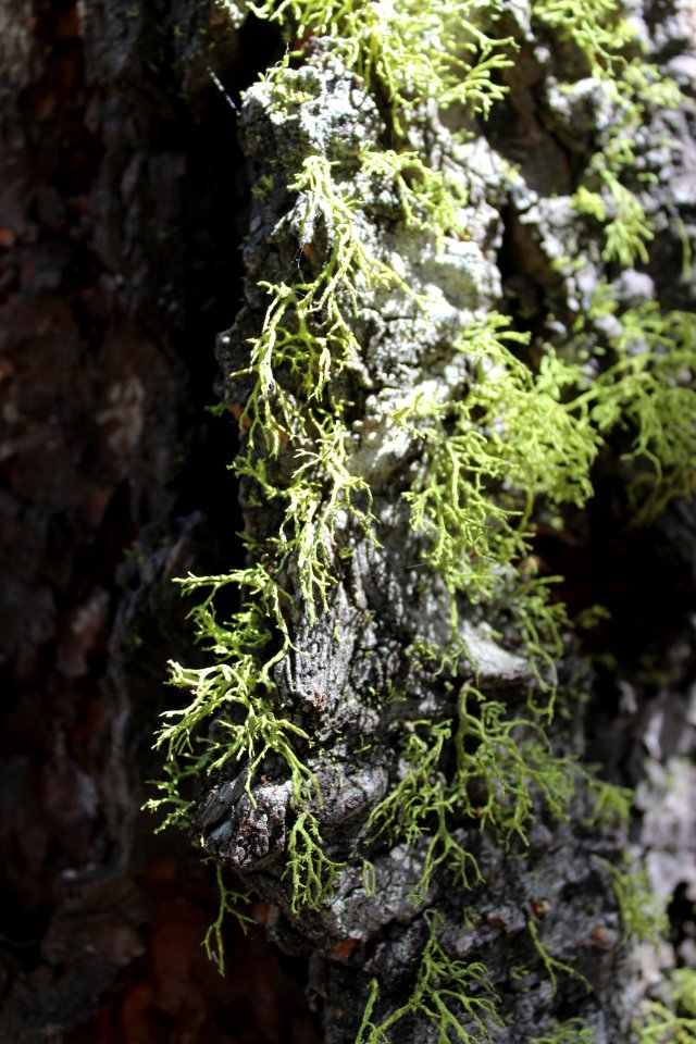 Forest, Tree, Moss